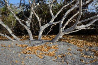 Urbina Körfezi, Isabela Adası, Galapagos Adaları, Ekvador