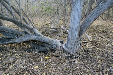 Urbina Körfezi, Isabela Adası, Galapagos Adaları, Ekvador