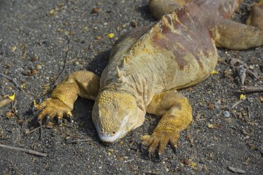 Galapagos kara iguanası (Conolophus subcristatus), Urbina Körfezi, Isabela Adası, Galapagos Adaları, Ekvador