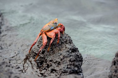 Sally Lightfoot yengeci (Grapsus grapsus) lav, Urbina Körfezi, Isabela Adası, Galapagos Adaları, Ekvador