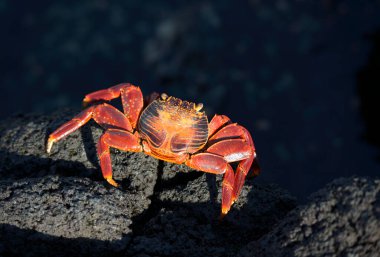 Sally Lightfoot yengeci (Grapsus grapsus) siyah lav, Punta Espinosa, Fernandina Adası, Galapagos Adaları, Ekvador