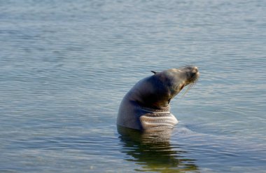 Galapagos deniz aslanı, Zalophus wollebaeki, Puerto Egas, Santiago Adası, Galapagos Adaları, Ekvador