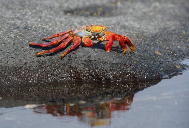 Yansımalı Sally Lightfoot yengeci (Grapsus grapsus), Punta Espinosa, Fernandina Adası, Galapagos Adaları, Ekvador
