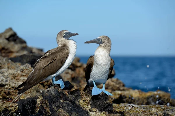 Mavi ayaklı Booby (Sula nebouxii) kayalar üzerinde, Punta Moreno, Isabela Adası, Galapagos Adaları, Ekvador