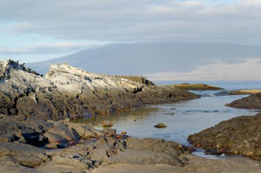 Sally lightfoot crabs on a rocky beach at Punta Espinosa, Fernandina Island, Galapagos Islands, Ecuador clipart