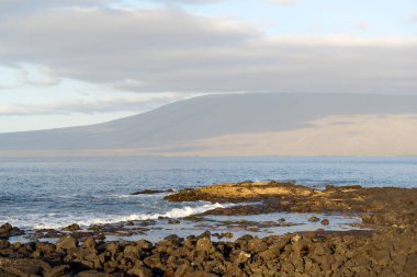 Sally hafif ayak yengeçleri Punta Espinosa, Fernandina Adası, Galapagos Adaları, Ekvador 'da bir sahilde