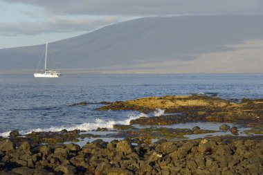Sally hafif ayaklı yengeçler Punta Espinosa sahilinde arka planda yelkenli teknesi, Fernandina Adası, Galapagos Adaları, Ekvador
