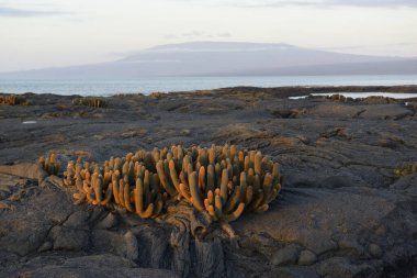 Lava Kaktüsü (Brachycereus nesioticus) günbatımında, Punta Espinosa, Fernandina Adası, Galapagos Adaları, Ekvador