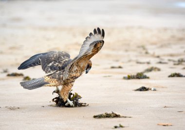 Galapagos Şahini (Buteo galapagoensis) Espumilla Sahili, Santiago Adası, Galapagos Adaları, Ekvador