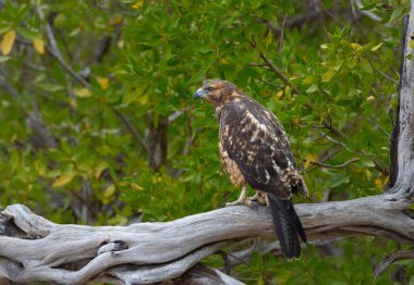 Galapagos Şahini (Buteo galapagoensis), Espumilla Sahili, Santiago Adası, Galapagos Adaları, Ekvador