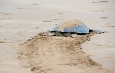 Galapagos yeşil kaplumbağası (Chelonia mydas agassisi) Playa Espumilla, Santiago Adası, Galapagos Adaları, Ekvador