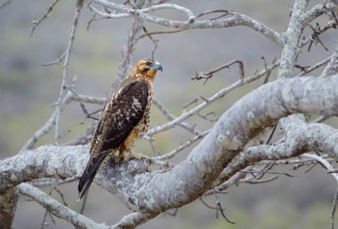 Galapagos Şahini (Buteo galapagoensis), Santiago Adası, Galapagos Adaları, Ekvador