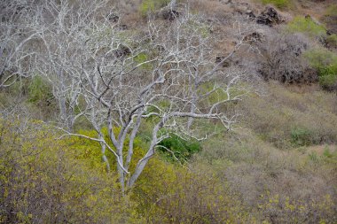 Palo Santo tree (Bursera graveolens), Santiago Island, Galapagos Islands, Ecuador clipart