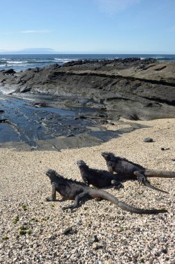 Three Marine Iguana (Amblyrhynchus cristatus) on a beach, Puerto Egas, Santiago Island, Galapagos Islands, Ecuador clipart