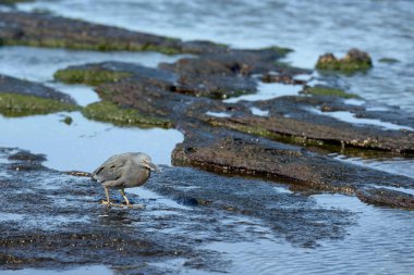 Lava heron (Butorides sundevalli), Puerto Egas, Santiago Adası, Galapagos Adaları, Ekvador