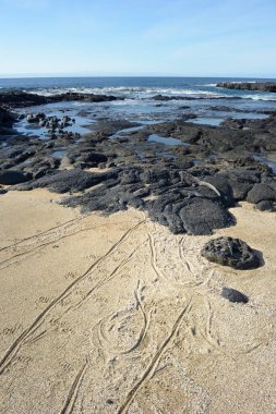 Puerto Egas, Santiago Adası, Galapagos Adaları, Ekvador 'da lavlar üzerinde yürüyen turistler
