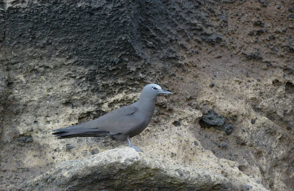 Brown Noddy veya Common Noddy (Anous stolidus), Punta Vicente Roca, Isabela Adası, Galapagos Adaları, Ekvador