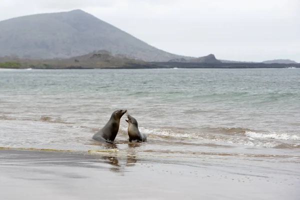 Galapagos deniz aslanları (Zalophus wollebaeki) Espumilla Sahili, Santiago Adası, Galapagos Adaları, Ekvador