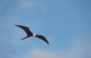 Muhteşem Frigata kuşu (Fregata magnificens) dişi, Kuzey Seymour Adası, Galapagos Adaları, Ekvador