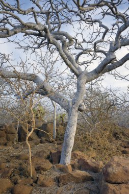 Palo Santo (Bursera Graveolens) ağacı, bilinen adıyla Kutsal Ağaç ağacı. Kuzey Seymour Adası, Galapagos Adaları, Ekvador