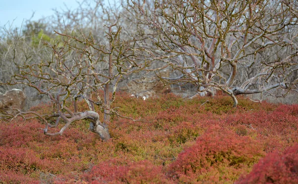 Sesuvium bitkileri (Sesuvium edmondstonii) ve Palo Santo (Bursera Graveolens) ağaçları. Kuzey Seymour Adası, Galapagos Adaları, Ekvador