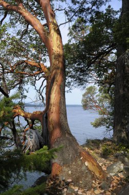 Arbutus tree on the bluffs, Wallace Island, Gulf Islands, British Columbia, Canada