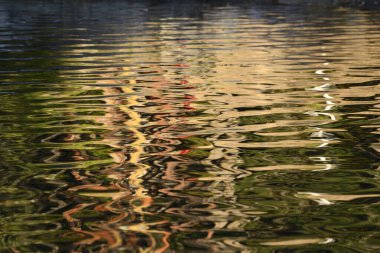 Trees reflected in the ocean, Conover Cove, Wallace Island, Gulf Islands, British Columbia, Canada