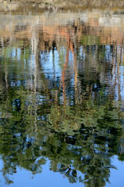 Arbutus trees reflected in the ocean at Conover Cove, Wallace Island, Gulf Islands, British Columbia, Canada