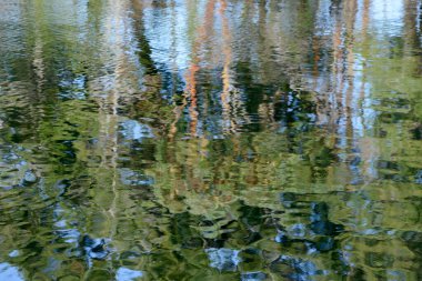 Trees reflected in the ocean, Wallace Island, Gulf Islands, British Columbia, Canada