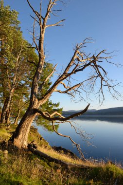 Dead tree on the cliffs of Wallace Island, Gulf Islands, British Columbia, Canada
