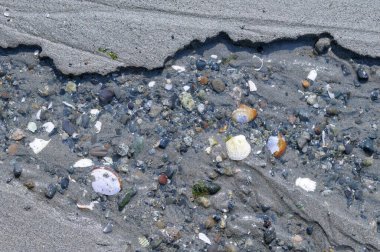 Kumda kayalar ve kabuklar Sidney Spit, Körfez Adaları Kanada Ulusal Park Rezervi
