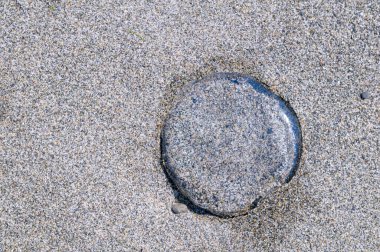 Kumda açık denizanası, Sidney Spit, Körfez Adaları Kanada Ulusal Park Rezervi