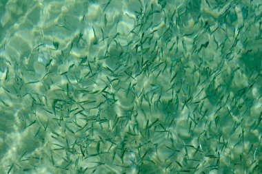 Küçük resif balığı, The Bight, Norman Adası, British Virgin Adaları