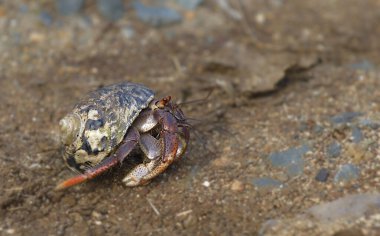 Münzevi Yengeç, Norman Adası, Britanya Virjin Adaları