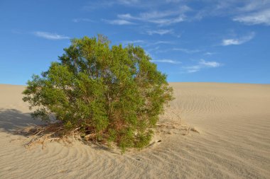 Mesquite çalıları kum tepelerinde büyüyor, Mesquite Düz Kum tepeleri, Ölüm Vadisi, Kaliforniya