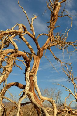Ölü ağaç, Mesquite Düz Kum tepeleri, Ölüm Vadisi, Kaliforniya