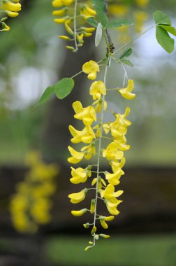 Altın Zincir Ağacı (Laburnum Watereri), Cowichan Vadisi, Vancouver Adası, British Columbia, Kanada