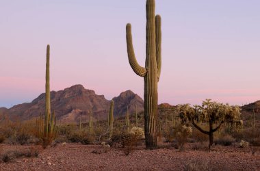 Saguaro Kaktüsü (Carnegiea Gigantean), Organ Borusu Kaktüsü Ulusal Anıtı, Arizona, ABD