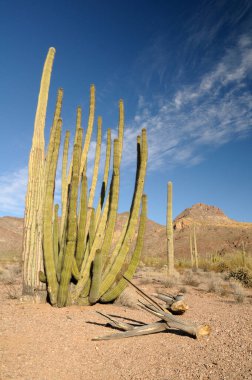 Organ Borusu Kaktüsü, (Stenocereus thuberi), Organ Borusu Kaktüsü Ulusal Anıtı, Arizona, ABD