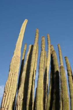 Organ Borusu Kaktüsü, (Stenocereus thuberi), Organ Borusu Kaktüsü Ulusal Anıtı, Arizona, ABD