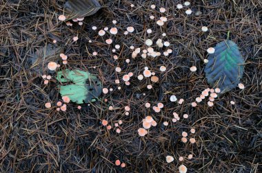 Small Mycena mushrooms on the forest floor, Cowichan Lake, British Columbia