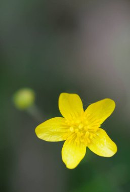 Buttercup (Ranunculus), Cowichan Valley, Vancouver Island, British Columbia, Canada