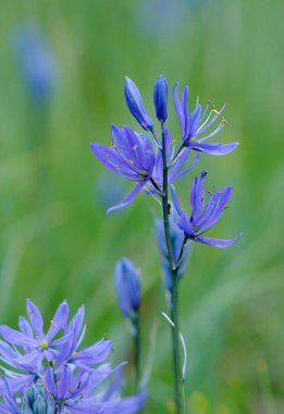 Common Camas (Camassia quamash) Cowichan Garry Oak Preserve, Cowichan Valley, Vancouver Island, British Columbia.