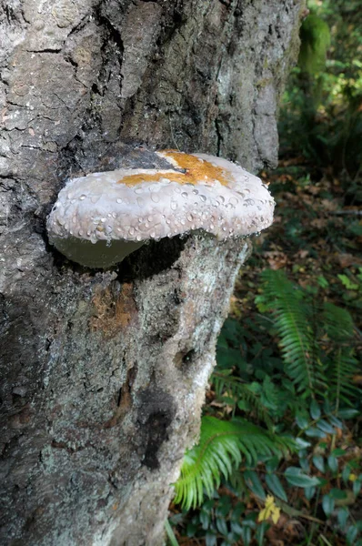 Poliporas Cinturón Rojo Fomitopsis Pinicola —  Fotos de Stock