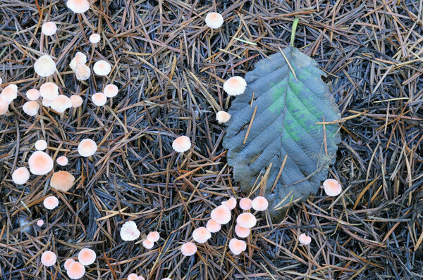 Маленькие грибы Mycena на лесной подстилке, озеро Ковичан, Британская Колумбия