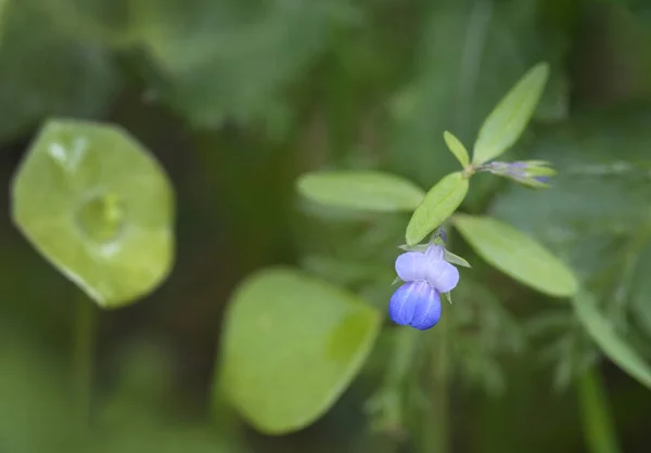Mavi gözlü Mary (Collinsia parviflora), Cowichan Vadisi, Vancouver Adası, British Columbia, Kanada