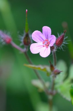 , Cowichan Vadisi, Vancouver Adası, British Columbia, Kanada