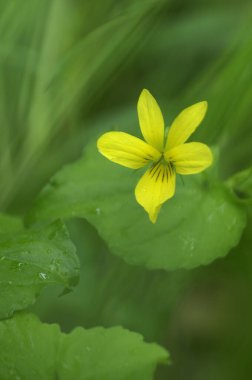 Nehir Violet (Viola glabella), Cowichan Vadisi, Vancouver Adası, British Columbia, Kanada