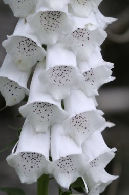 Foxglove (Digitalis purpurea), Cowichan Vadisi, Vancouver Adası, British Columbia, Kanada