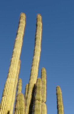 Organ Borusu Kaktüsü, (Stenocereus thuberi), Organ Borusu Kaktüsü Ulusal Anıtı, Arizona, ABD